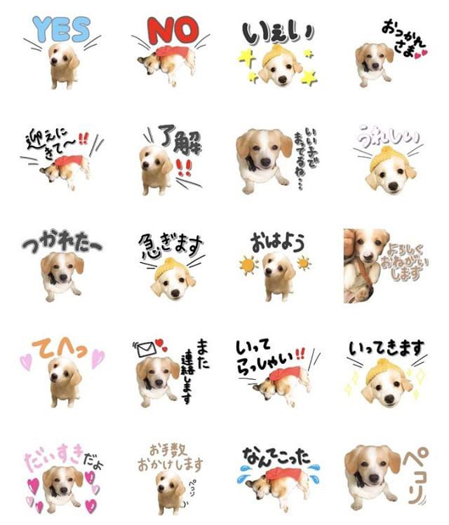 超人気 オーダー ペットlineスタンプ その他 Csjla Pe
