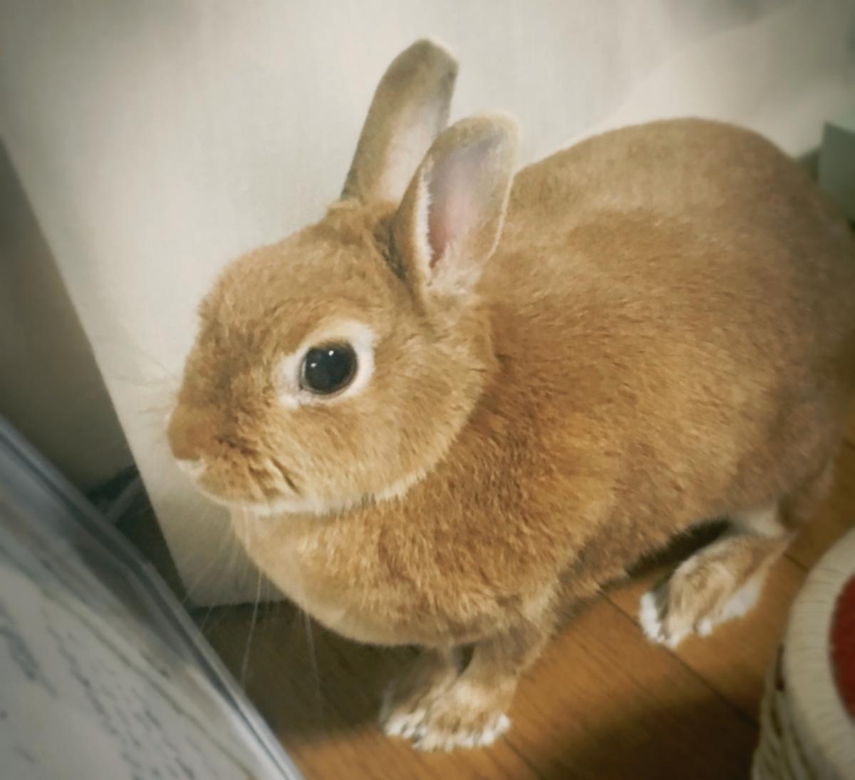 ハリネズミの飼い方って 初心者のための飼育講座 ココナラマガジン