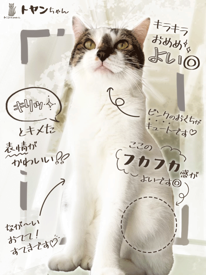 あなたのおうちのねこさんをほめます ねこさんのお写真に、ねこさんのステキなところを書き込みます イメージ1