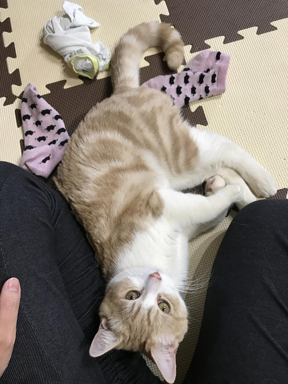同人イベント参加、活動の仕方、教えます 参加の仕方、同人誌を描きたい、書店委託の仕方が分からない方へ