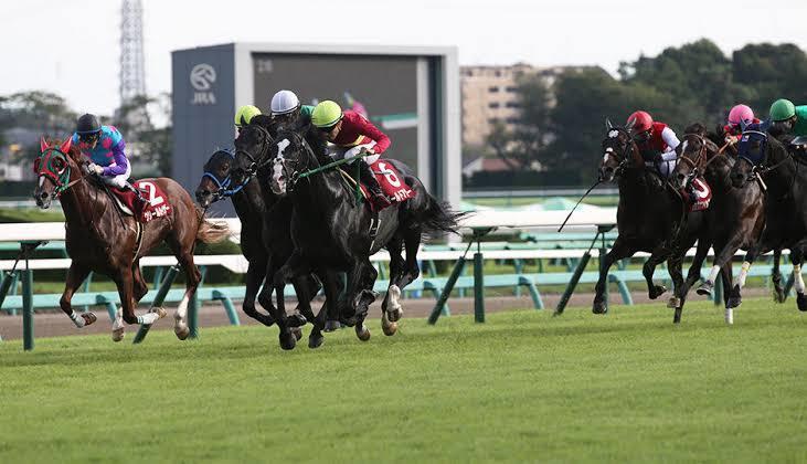 厳選レース(4〜5本)公開します 中央競馬の厳選レースを数本まとめて公開します