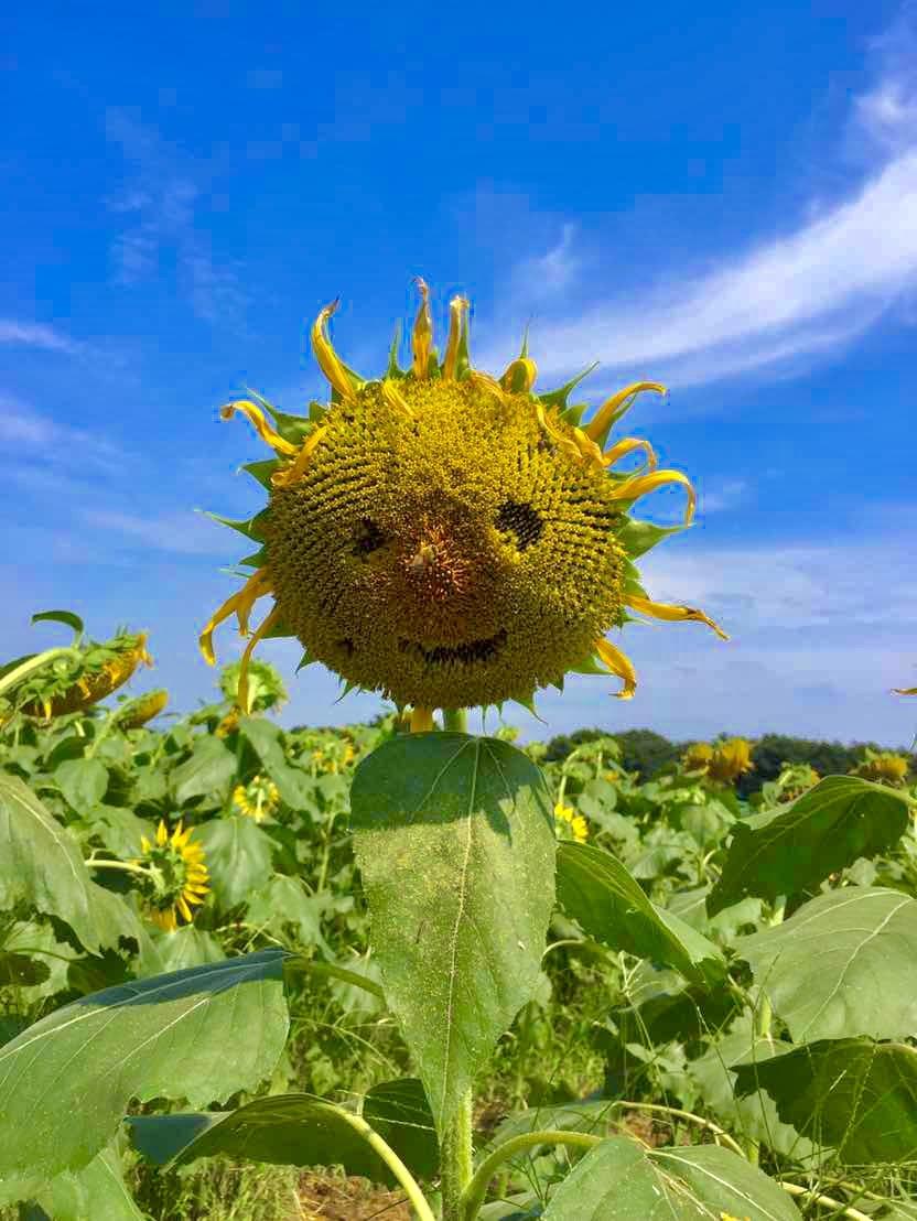 何かにつかっていただけそうな写真を提供します 要望にそった気に入ってくれる写真を撮ります