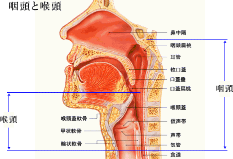 歌初心者〜中級者の人に技術を自分だけのものにします 歌の悩み？任せてください解決しますよ イメージ1