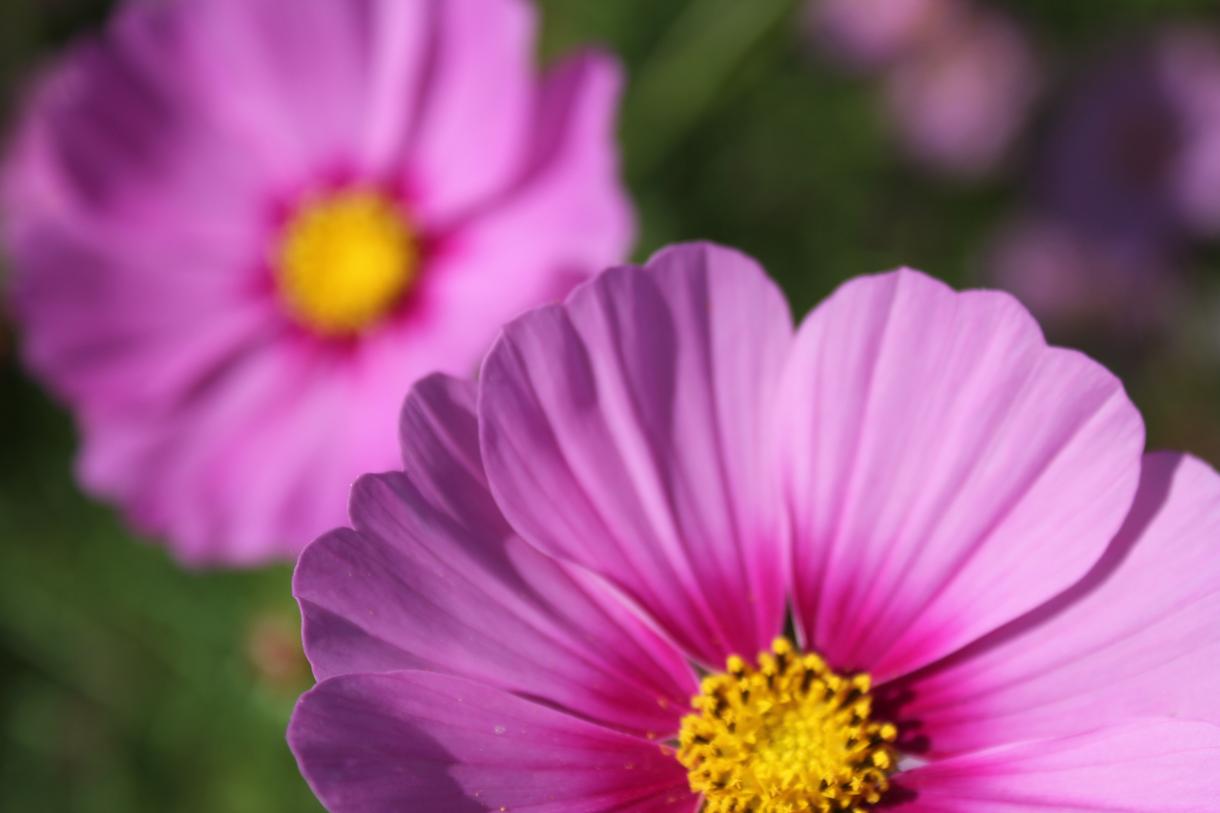 花の写真撮ります ✿✿✿✿✿✿✿✿✿✿✿✿✿✿✿✿