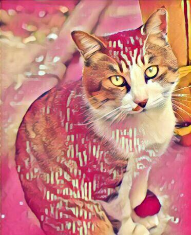 ペットのイラストを描きます SNSなどで使用する写真に困った時
