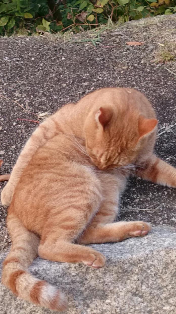 猫又の猫の手も借りたい相談室 話し相手 愚痴聞き ココナラ