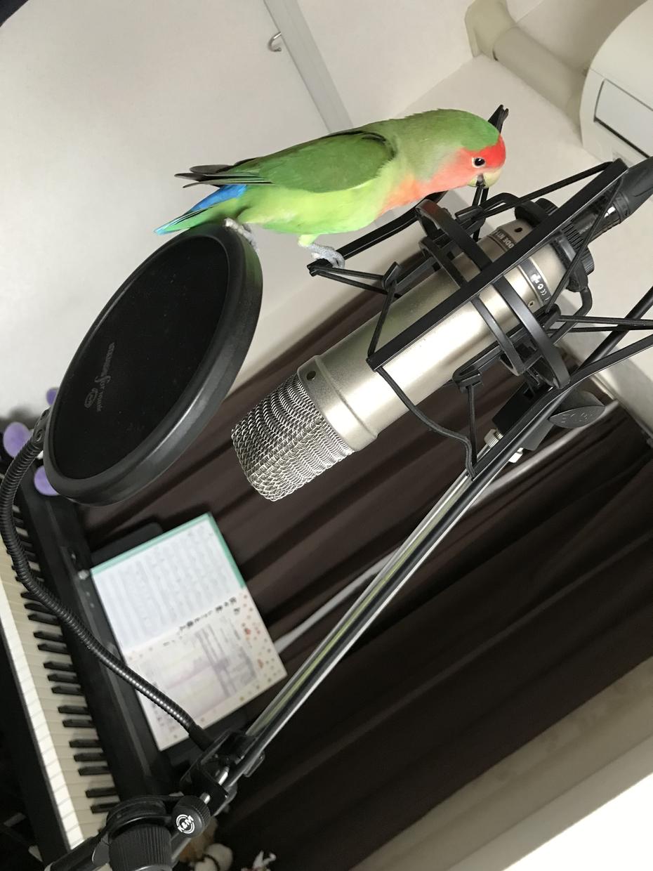 作詞作曲、編曲、歌入れ。最後の最後まで制作致します TV、CM楽曲多数提供実績有り。安心のクオリティをお届け♪