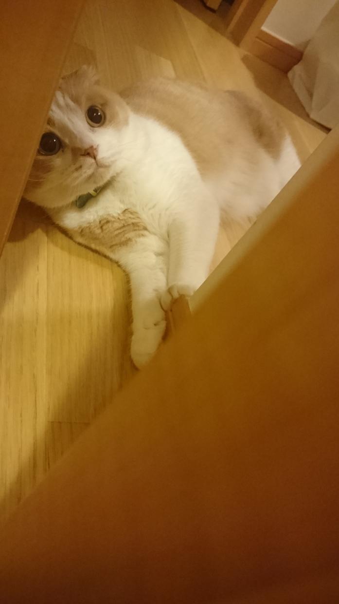 愛猫の写真を送ります