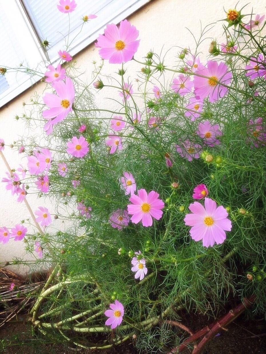 あなたのお望みの被写体を撮影します あなたの欲しい写真を撮影します!