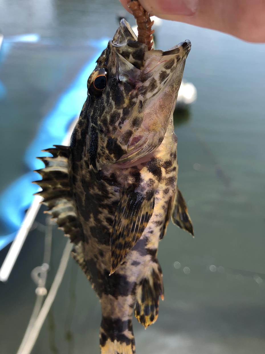 釣りを始めたい方にコスパの良い釣具を教えます 最初の釣具選びは難しくて失敗しがちなので、一緒に選びましょう