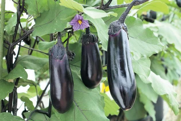 ナスの育て方、栽培のご相談承ります 大きいナスをいっぱい取りたい方必見です!