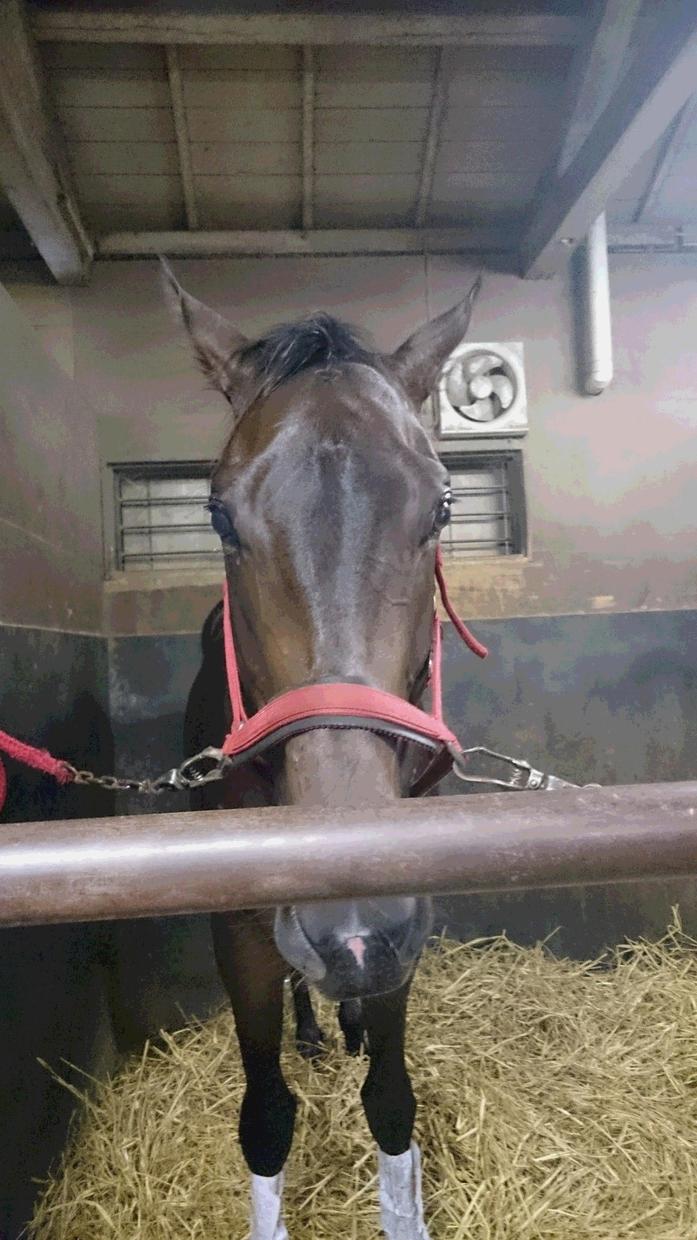 中央競馬・地方競馬 推奨穴馬教えます 競馬新聞等では探せないホンモノの穴馬で夢も利益も欲張ろう。