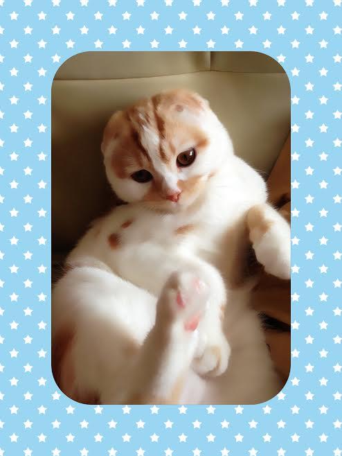 うちの猫の写真いかがですか?