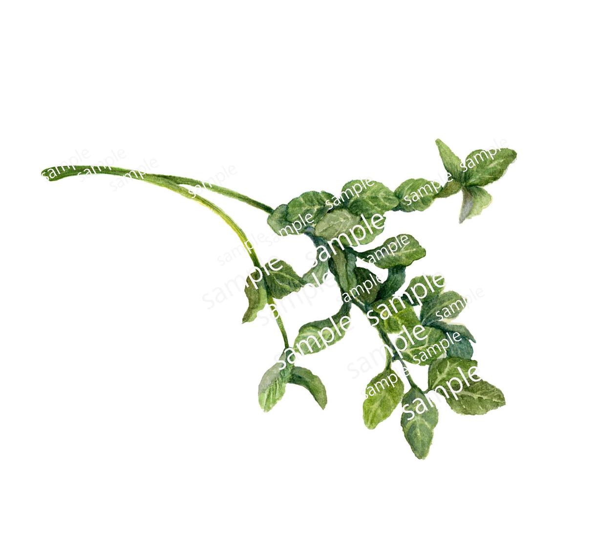 花/植物画/スパイス/果実小カットイラスト承ります 商業イラストレーターが商品の売り上げアップを応援します!