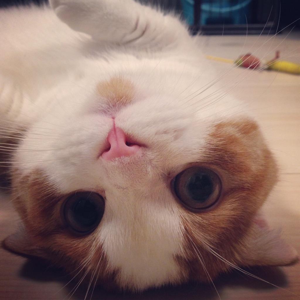 家の猫の写真を差し上げます。