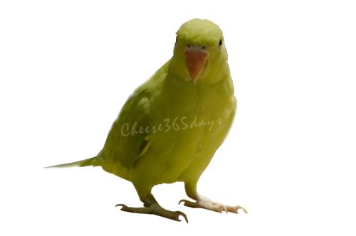 画像の切り抜きします。