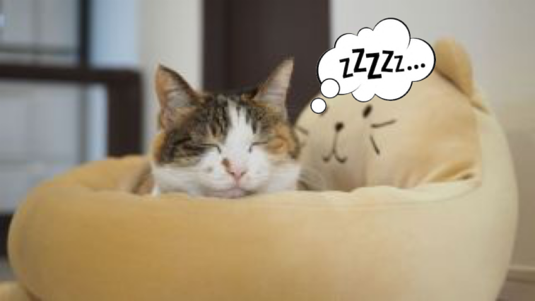 コラ画像を製作いたします 友達へのプレゼント、イベントやアイコンにも!