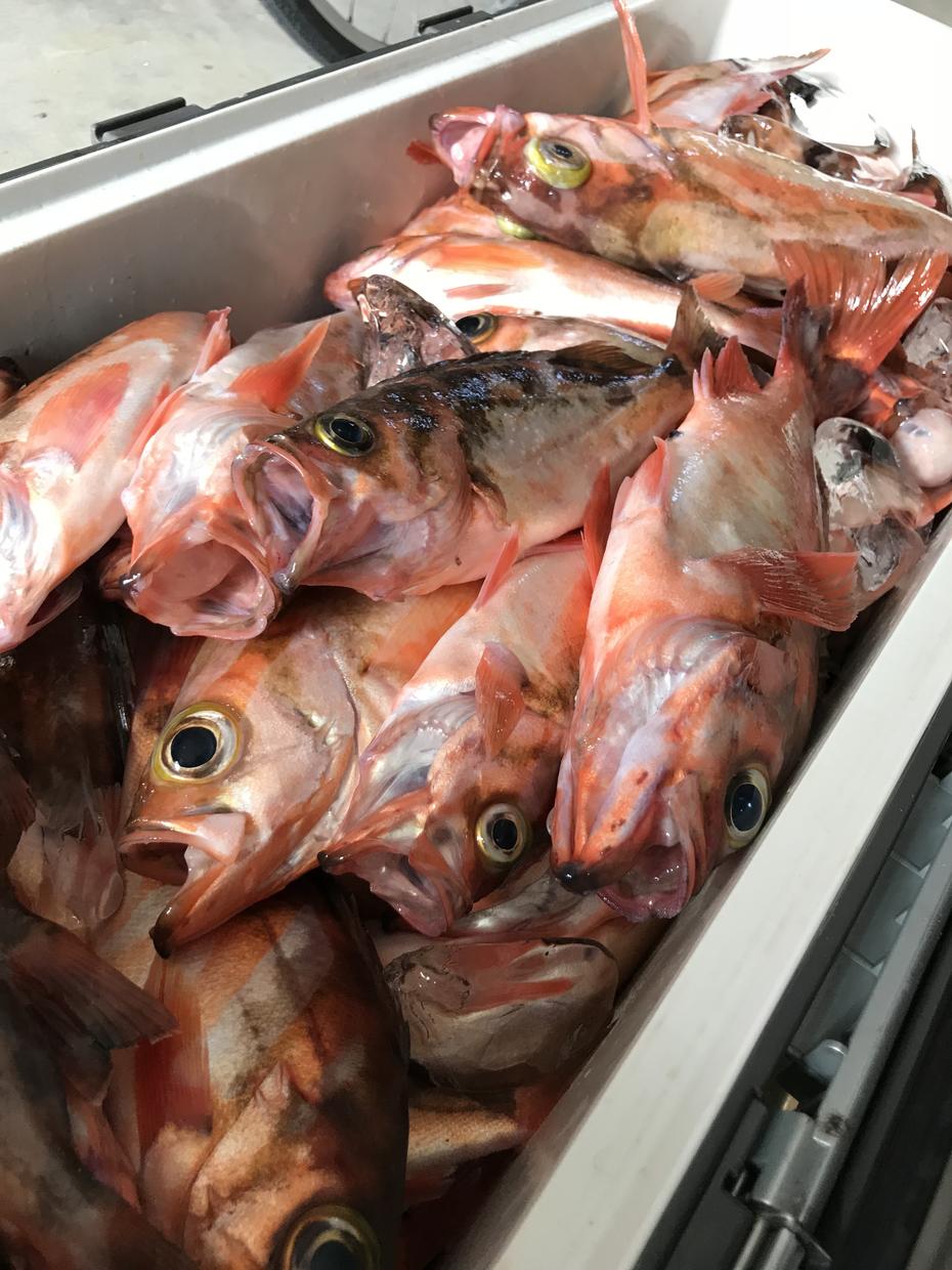 沖メバルの数の付け方を教えます 新潟などで沖メバルの沖釣りをする方にオススメです!!