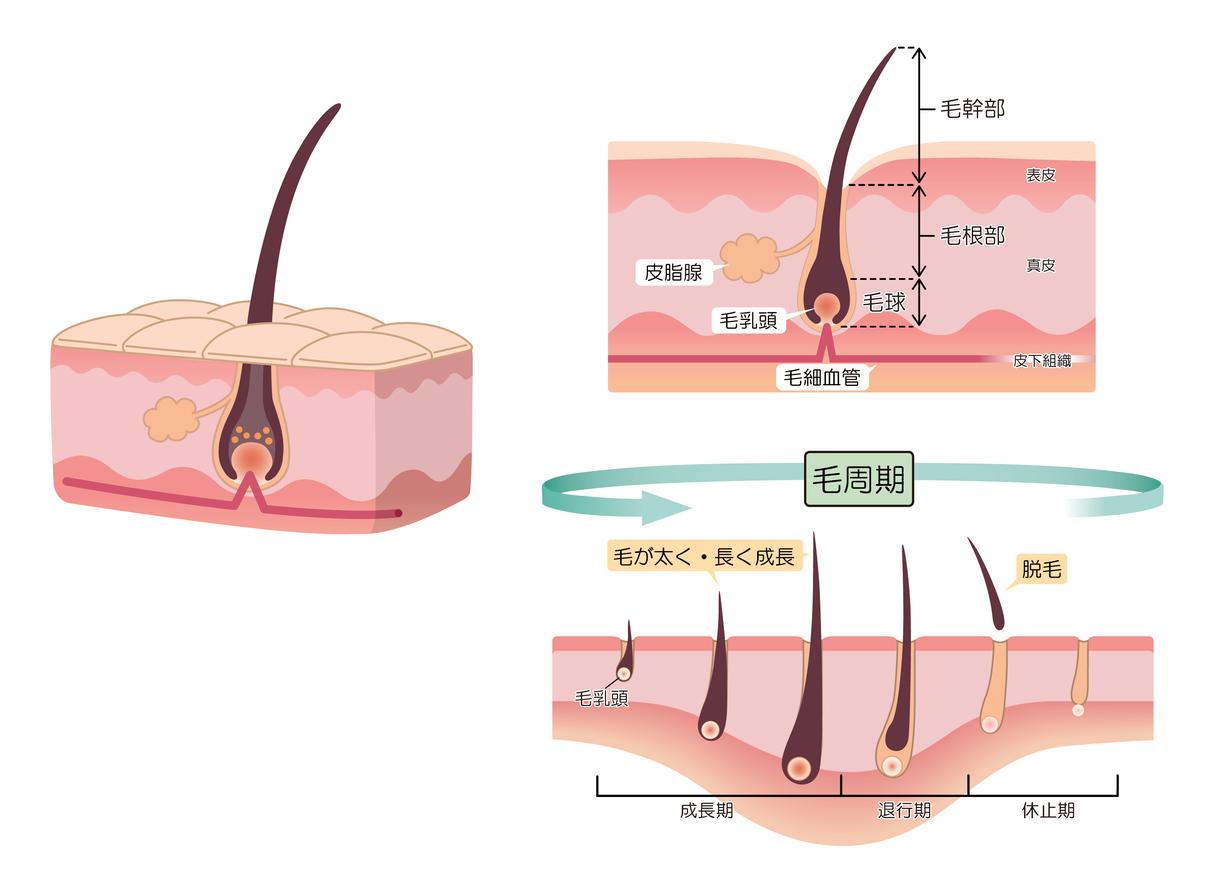 図解イラスト作成します ホームページやブログなどに!文章説明の補足におすすめ!