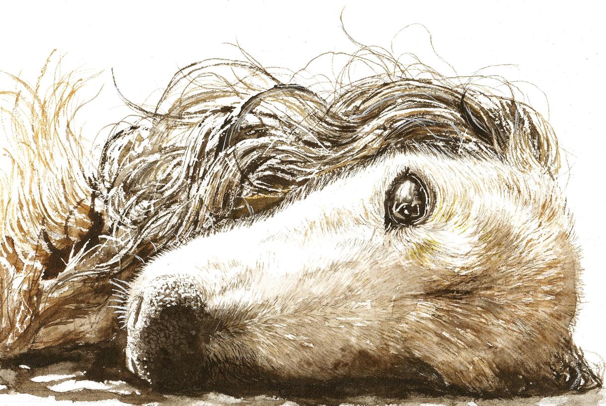 動物画家の似顔絵 透明水彩画の直筆による細密画ます いぬねこから鳥や