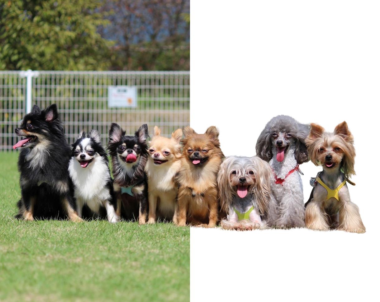 人物と動物限定!10枚まで♡すぐ切り抜きます 髪の毛や動物の毛の細部まで綺麗に切り抜き♡