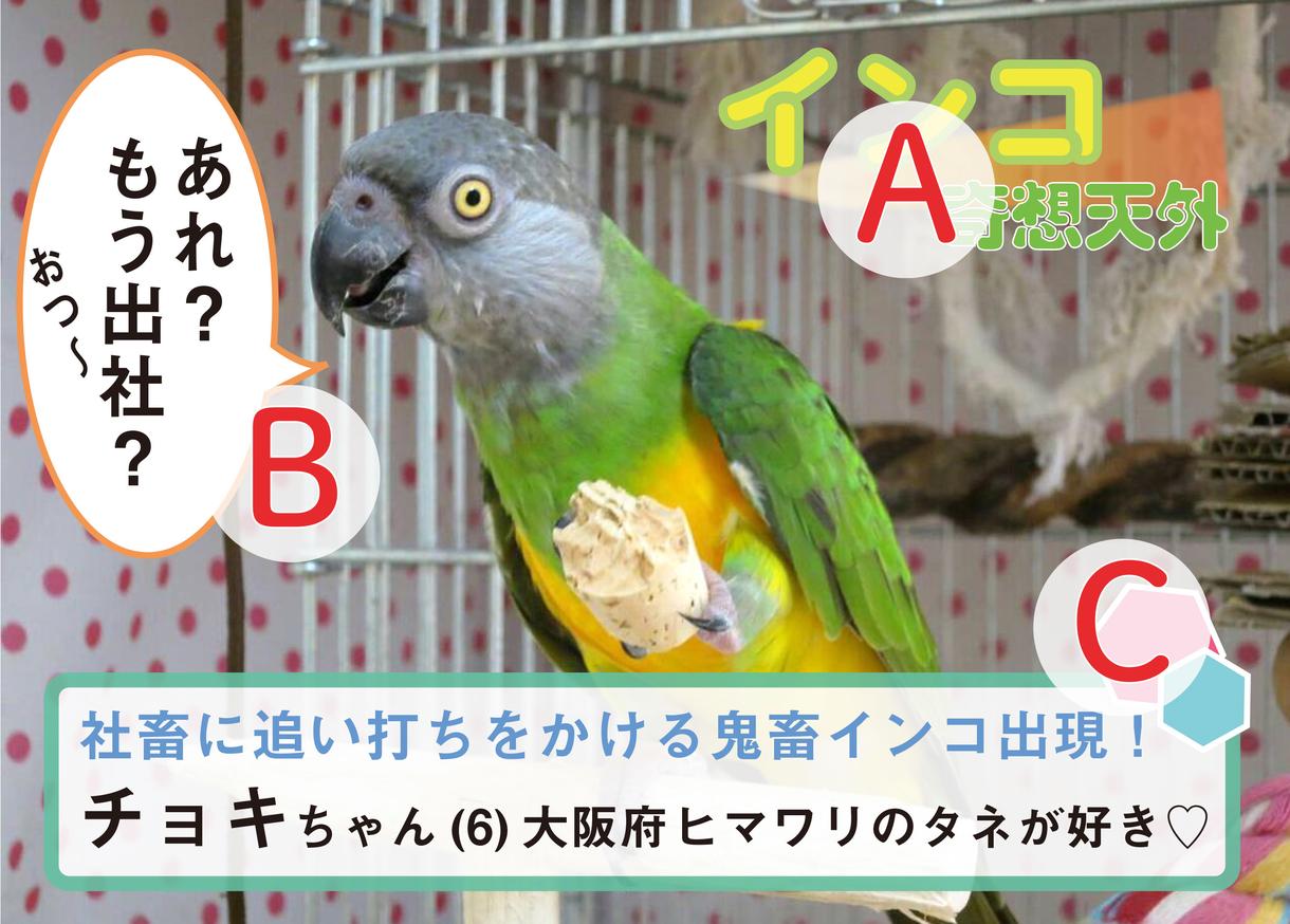 バラエティ番組風に人物紹介画像おつくりします SNSにのせて印象的に自己紹介しちゃいましょう!