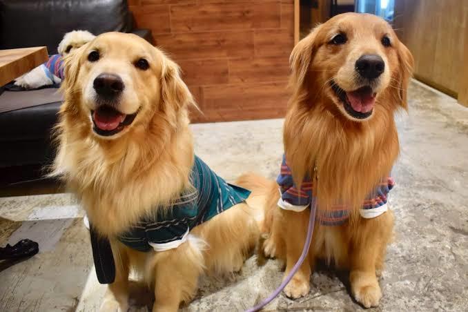 大型犬の基礎的なしつけを教えます 伏せやお手などの基礎的なものであれば2日程度で習得可能です ペット 動物の相談 ココナラ