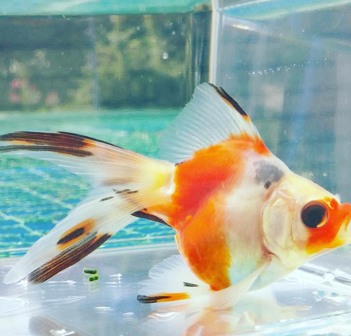 金魚掬いをする前にやってほしい事を教えます ほとんどの方が忘れがち!本当はとっても大事な事!