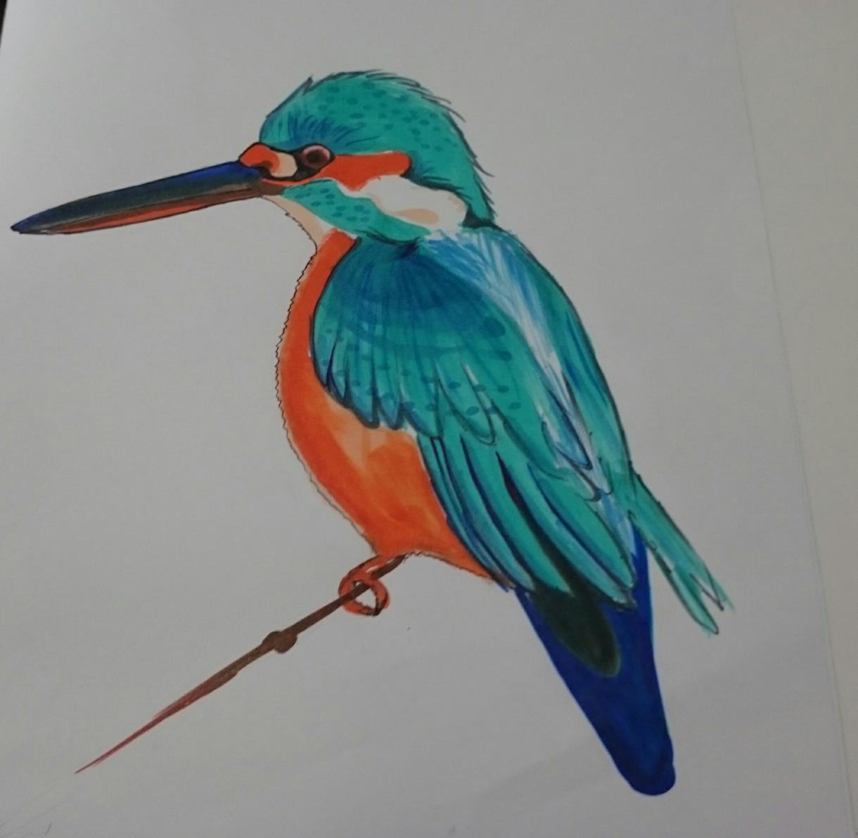 写真から鳥のイラスト描きます