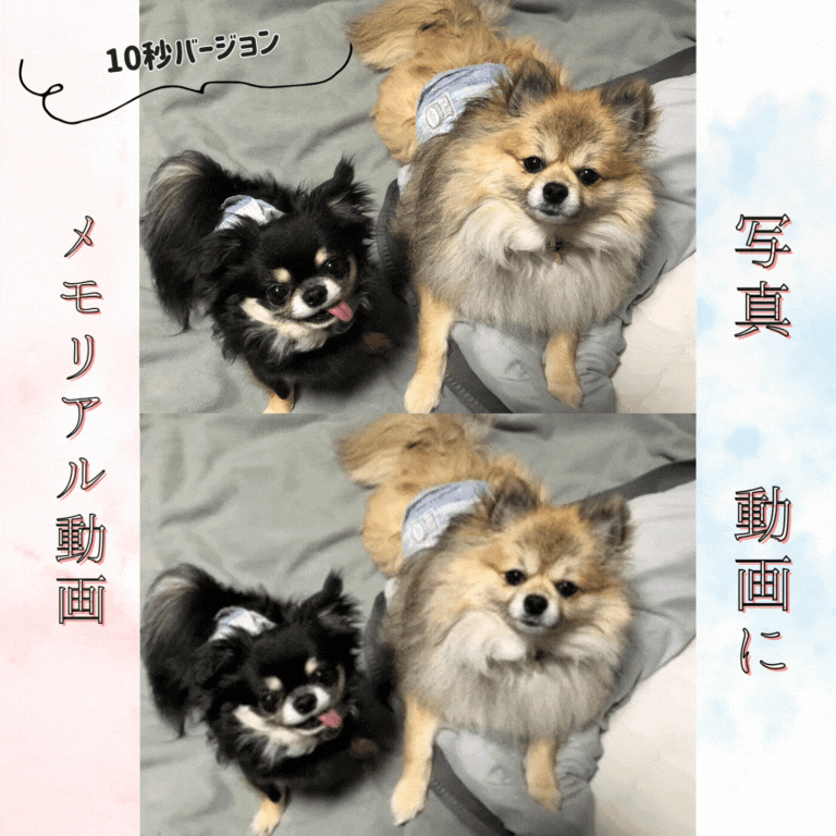 思い出のペットの写真を5秒の動画にします 「うちのこ」の写真から、世界にひとつだけの映像に仕上げます。 イメージ1