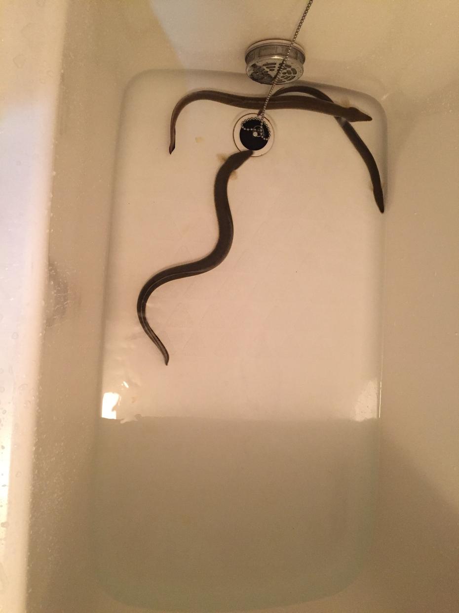 大阪でうなぎ釣り場の穴場教えます 釣りが好きな方 天然うなぎが食べたい方へ スポーツレッスン アドバイス ココナラ