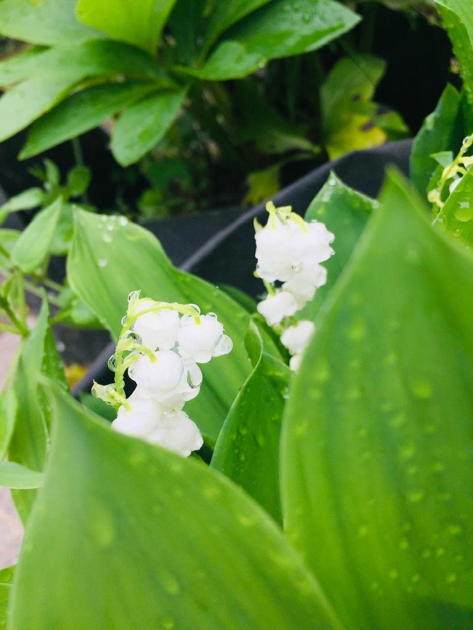 花の画像お渡しします 花、すずらん、雨に濡れたすずらん、ぼかし、