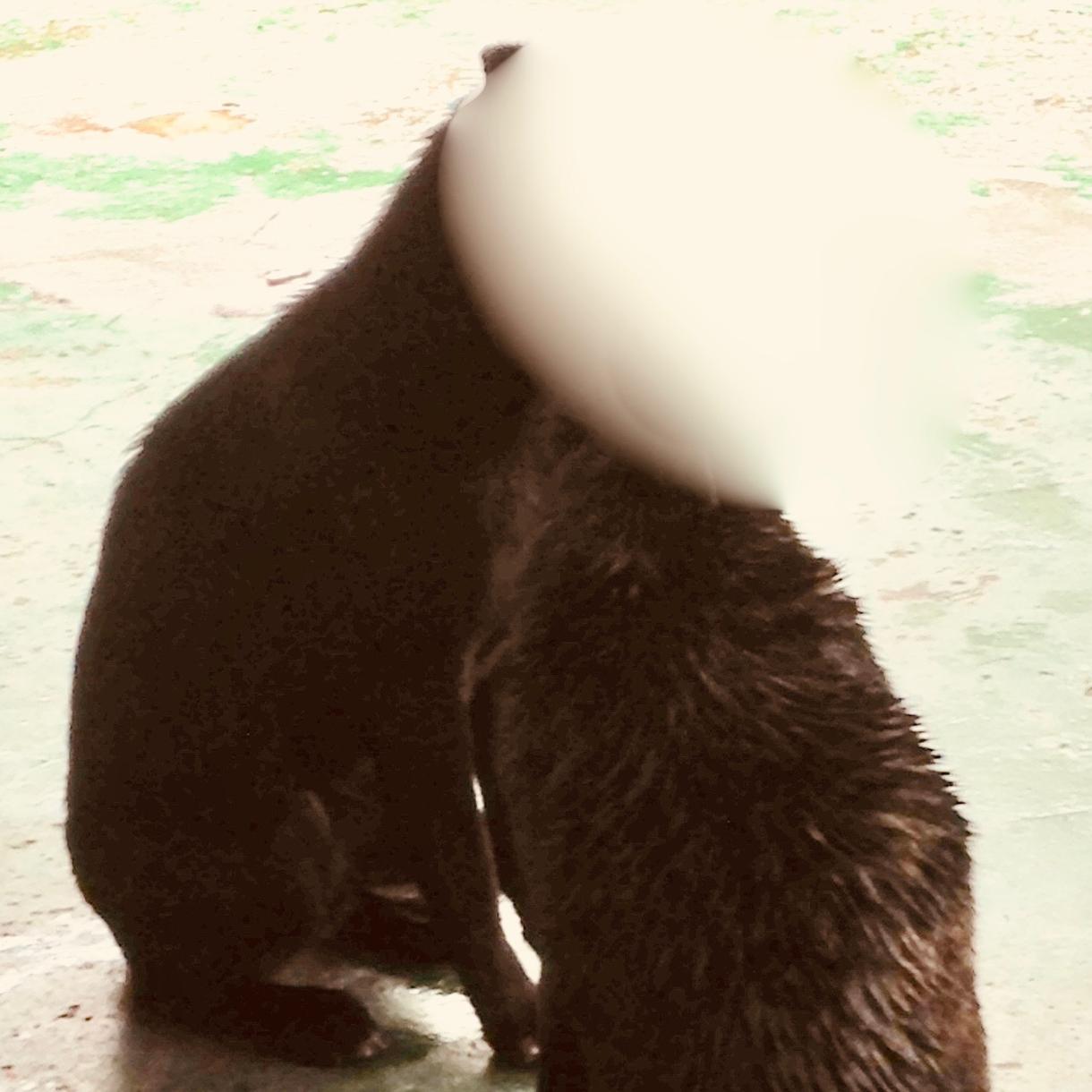 犬好き必見!台湾山岳部で出会った犬画像を提供します 台湾の山の中で出会ったラブラブ台湾犬の写真を紹介!!