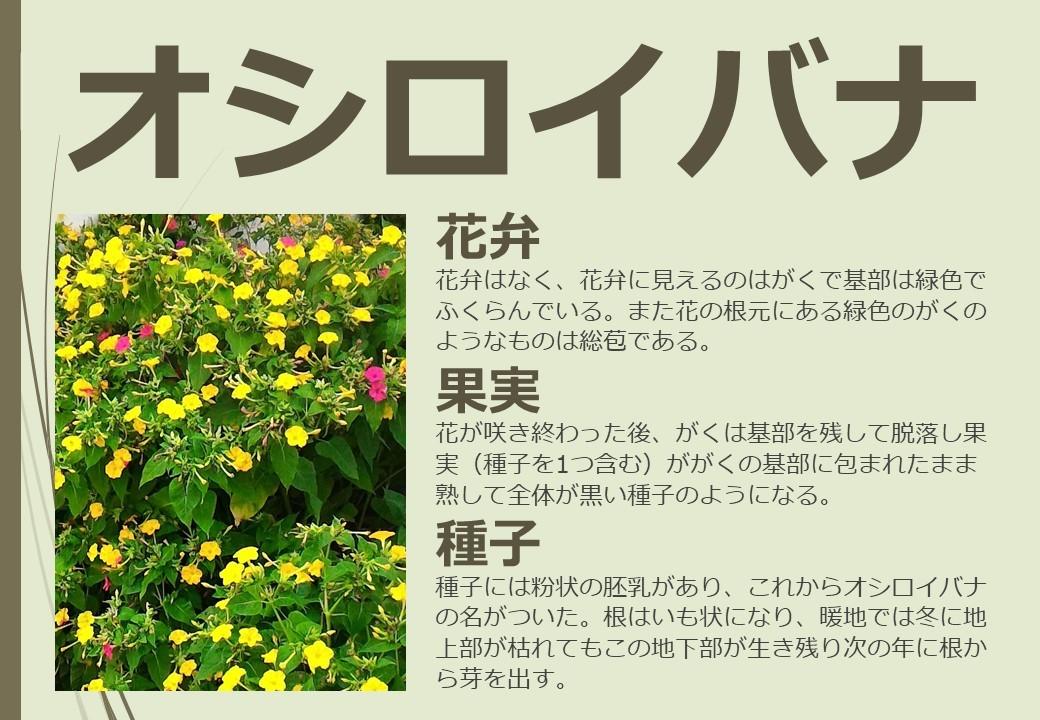 MS Officeを使って作業します 資料、書面、シンプルデザイン、チラシ作ります