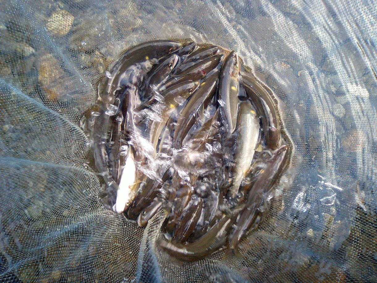 鮎釣りで1日２０匹以上釣れるテクニックを伝授します なかなか鮎が釣れないという方 ご相談下さい スポーツレッスン アドバイス ココナラ