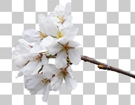 多分最安!画像・写真の白抜き(透明背景)作成します 楽天Amazonで使う白背景画像を格安で