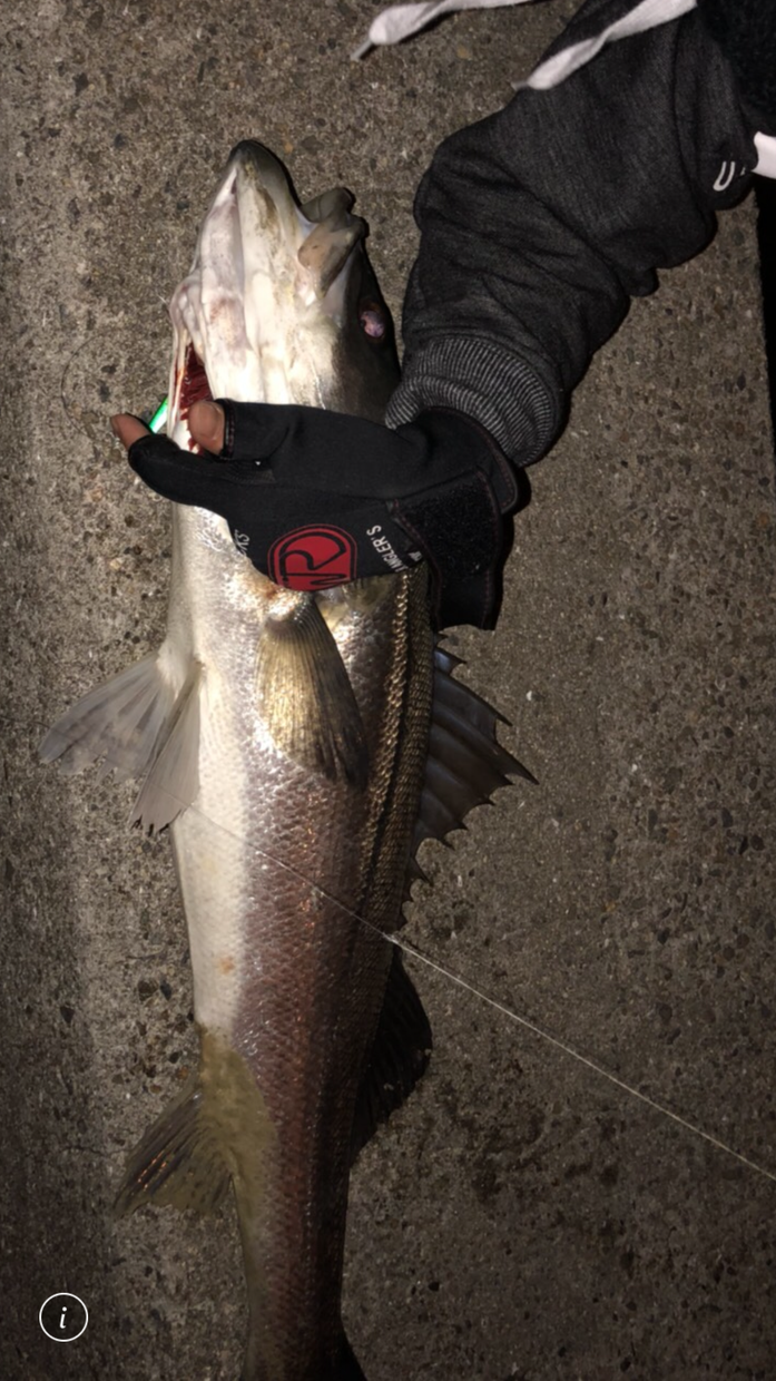 シーバスのルアー釣りの基礎から伝授します 最初の一匹を釣るために必要な事を全て伝えます!
