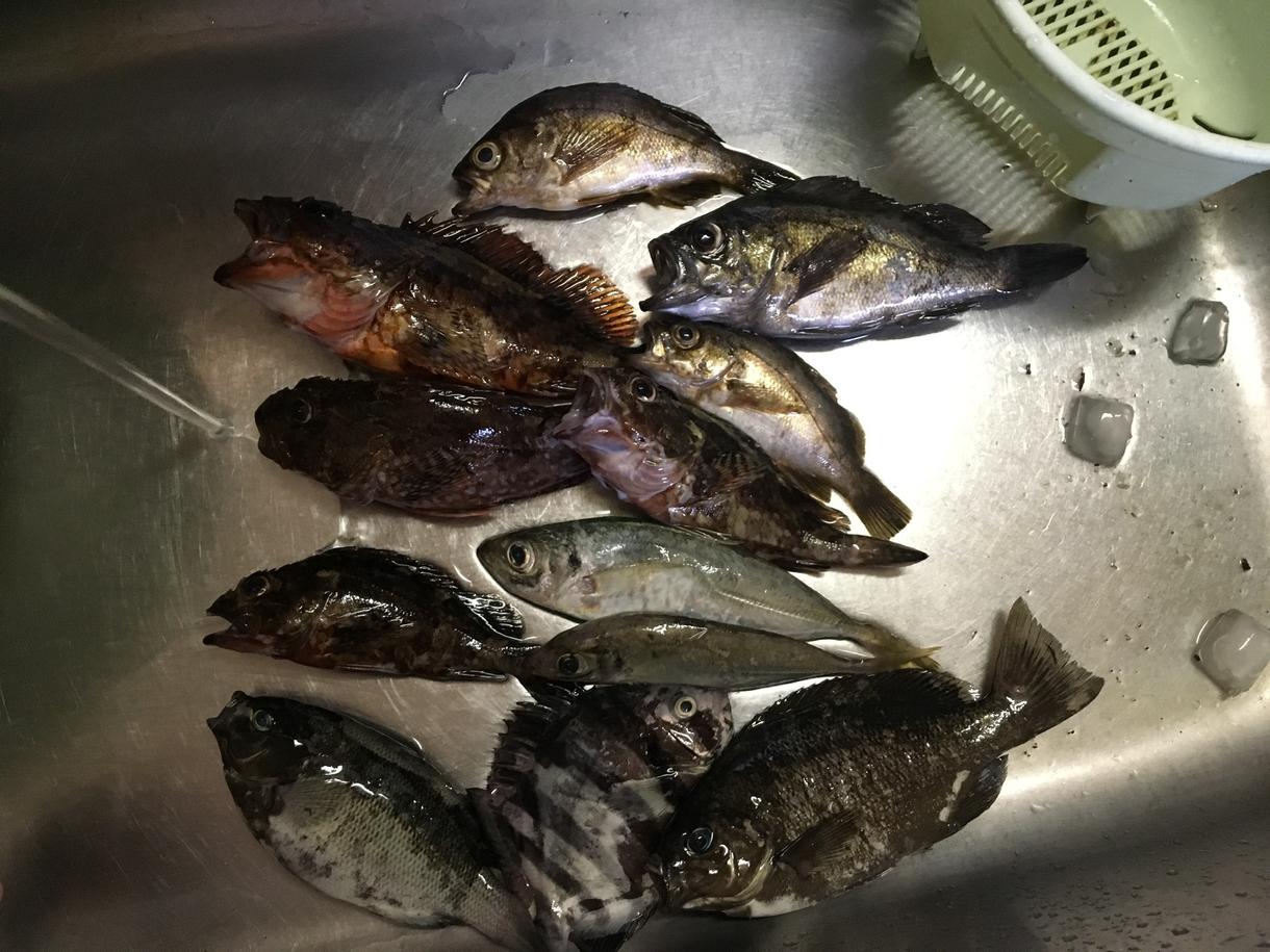 移動手段、道具ないけど釣りがしたい人!教えます 釣りがしたい!初心者〜海釣りのアドバイス