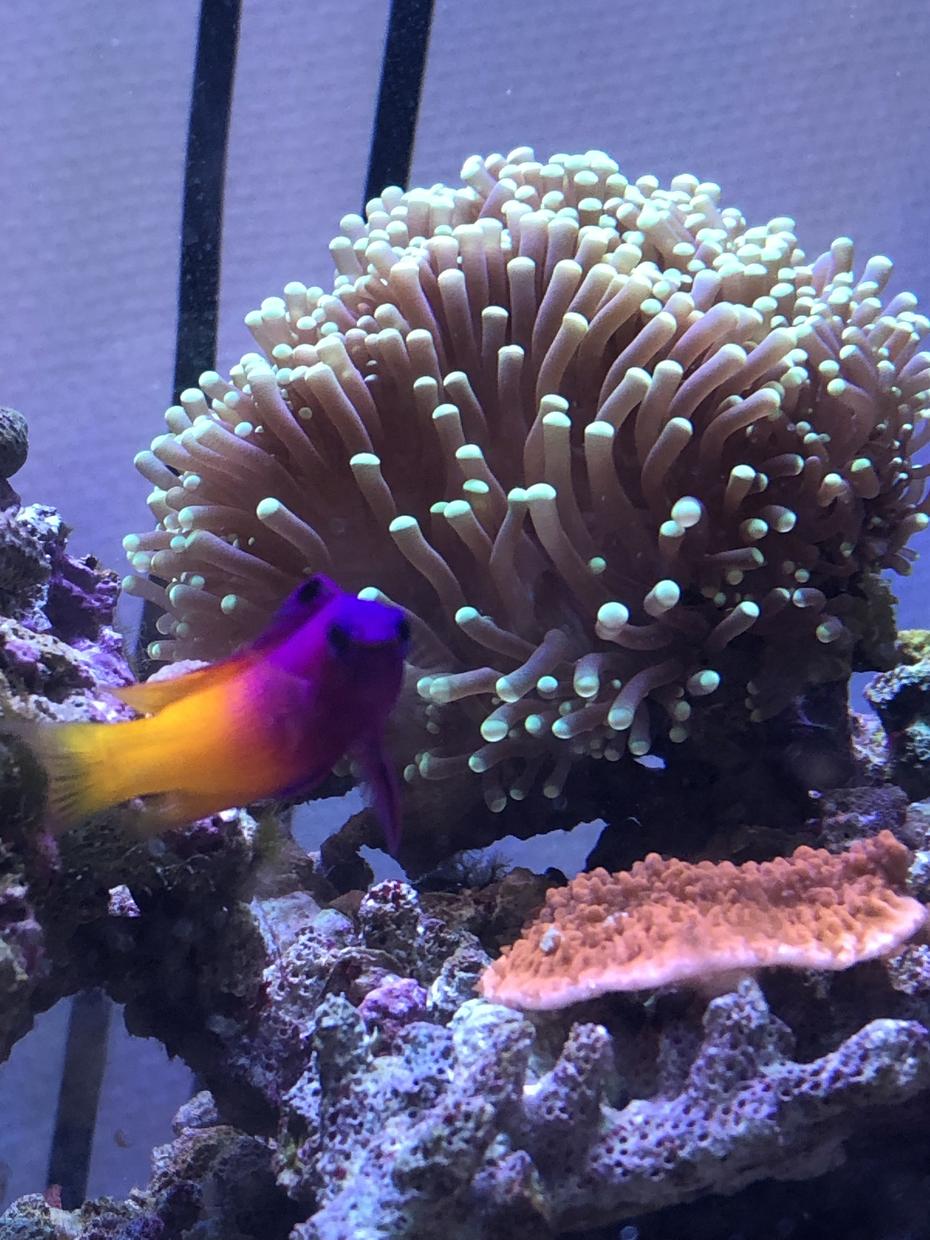サンゴ、海水魚の飼育のご相談にのります 南国の海をお家の中に作って見たい方!