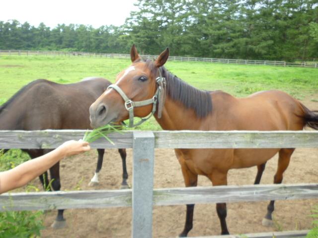 中央競馬メインレースを含めた4Rの予想を提供します 競馬予想情報会社のノウハウを元に、プラス収支を目指します!