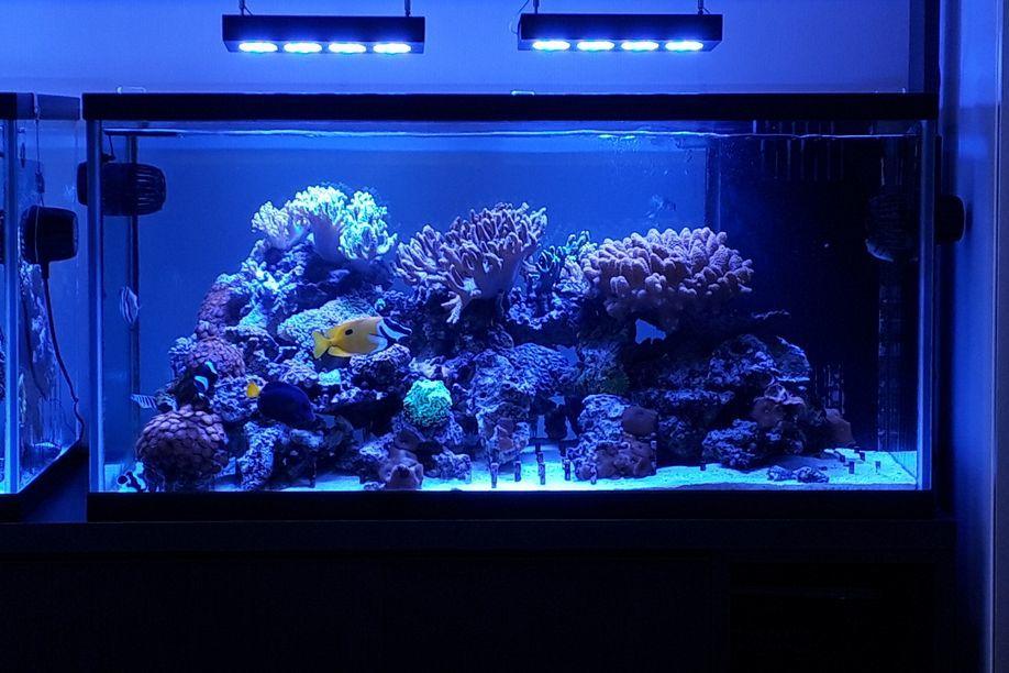 元プロショップ店長が海水水槽のアドバイス致します 初めてのニモの飼育から オーバーフローの機材選定まで幅広く可 ペット 動物の相談 ココナラ
