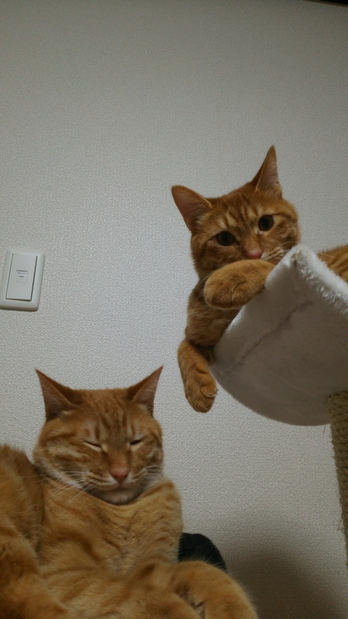 猫の画像売ります!