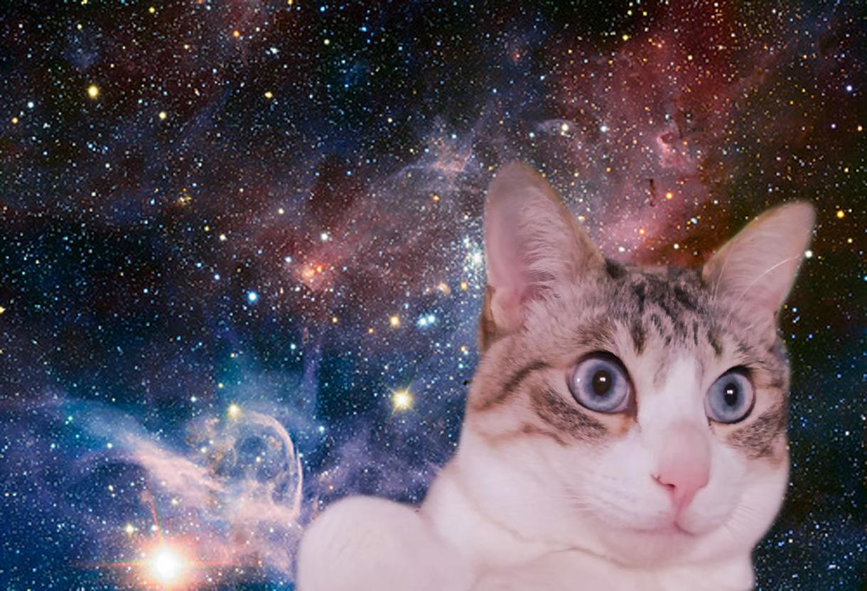 スペースキャット 動物問わず 作ります おうちのペットを宇宙に放ちます 動物の種類は問いません 写真の編集 加工 ココナラ