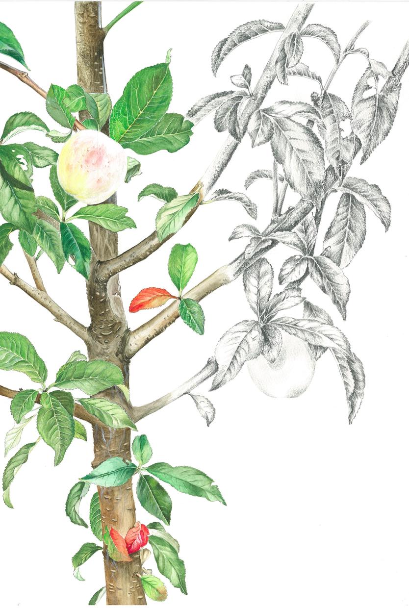 植物画を描きます 観察の記録、鑑賞、壁紙、アイコンなどに