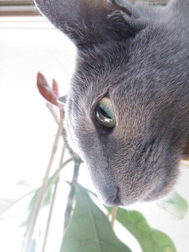 猫好きな方へ