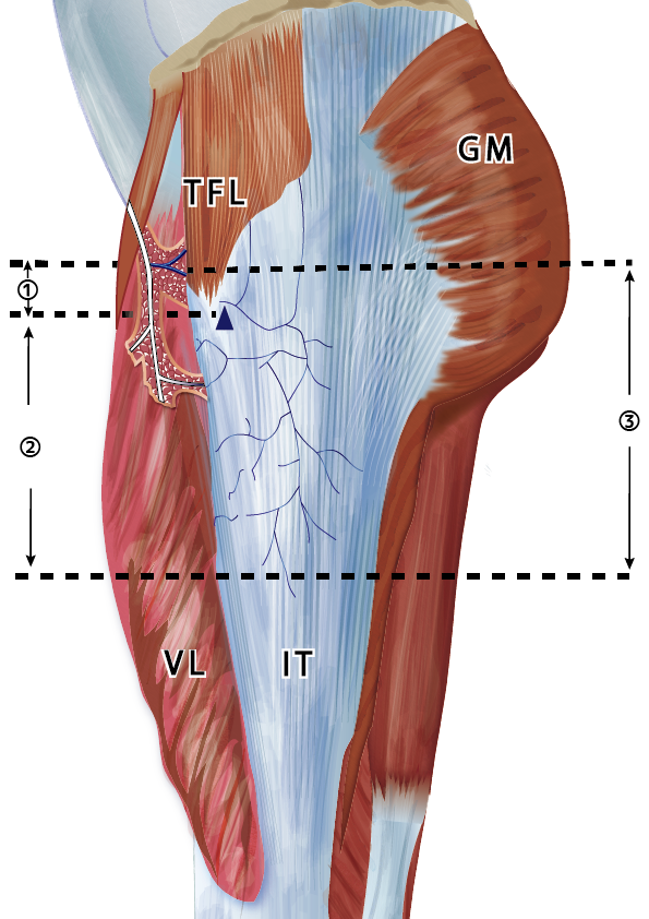 医療系リアルイラスト制作します 内臓 筋肉 骨格 細胞 どんと来い イラスト作成 ココナラ