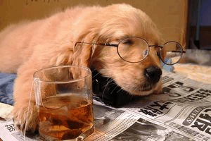 愛犬のしつけに悩んでいませんか？ イメージ1