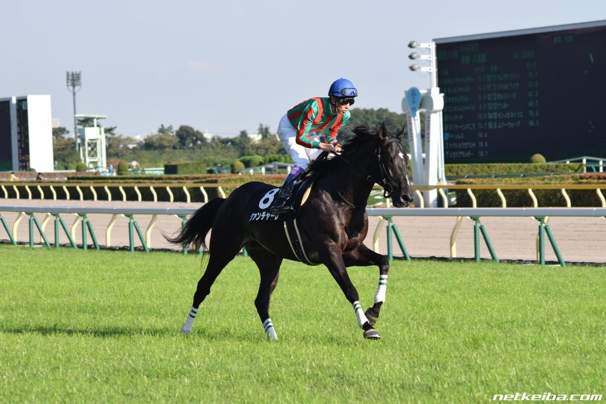 JRA中央競馬を予想します 血統予想で穴馬を中心に予想します。