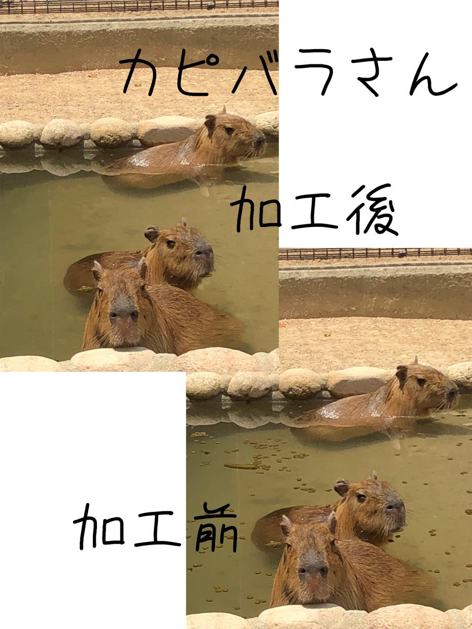 撮った写真や画像を綺麗にします SNSやホームページに投稿する時にオススメ