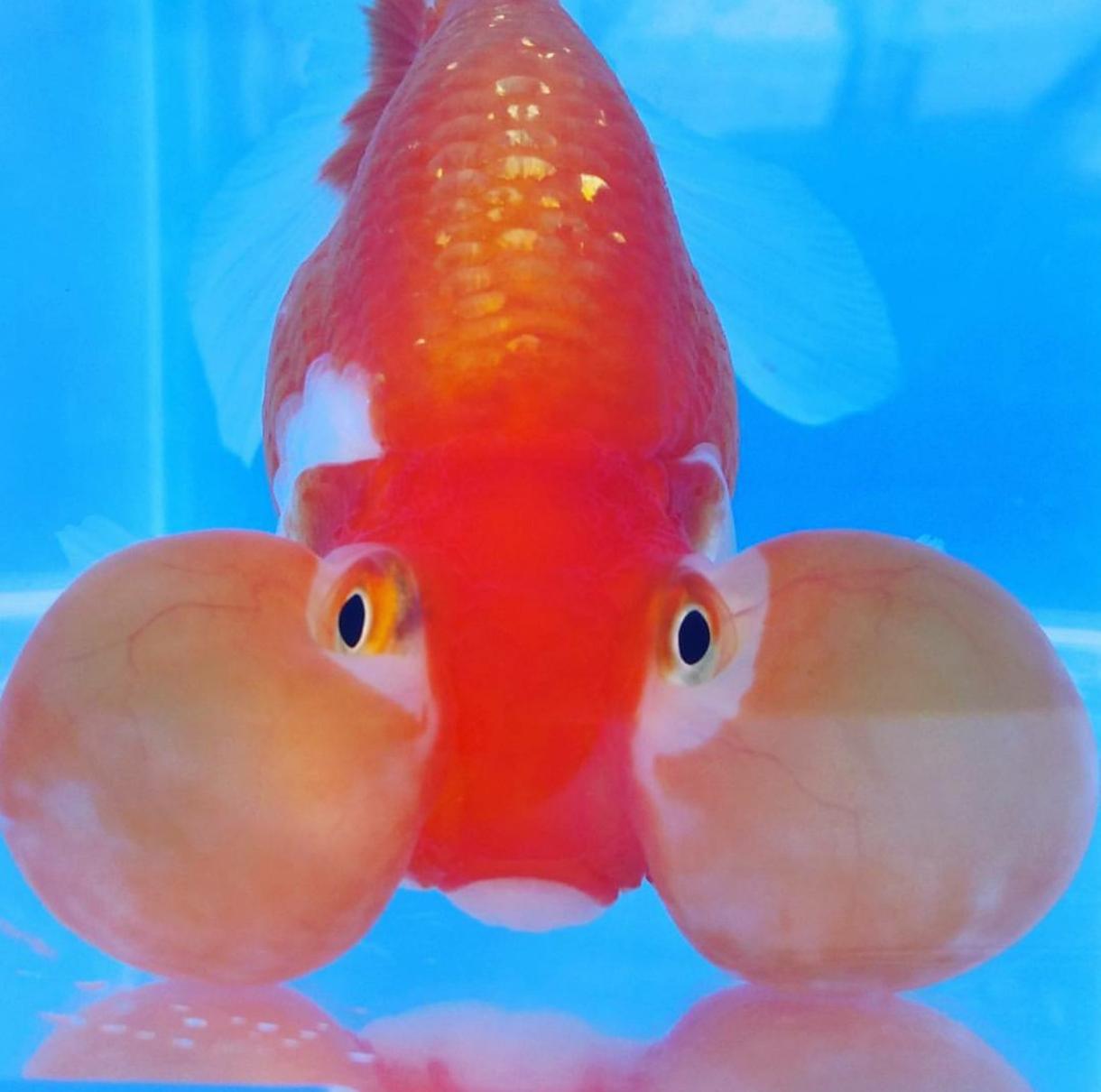 初心者さんに金魚、メダカの飼育方法教えます 金魚、メダカ飼育は最初が肝心!